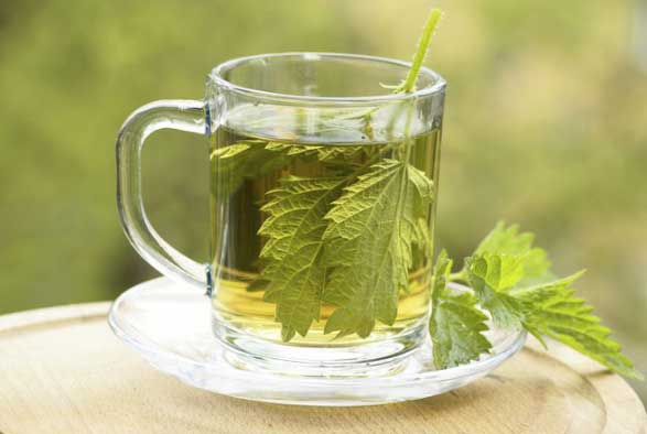 6 Health Benefits of Nettle Tea