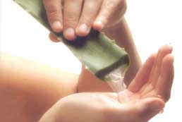 Aloe vera gives soothing effect to the chafed skin
