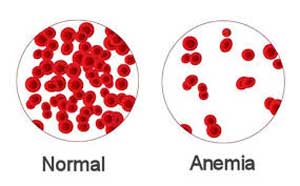 Function of Red Blood Cells