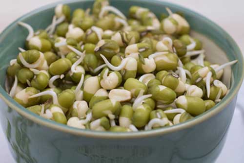 Sprouts are rich source of energy