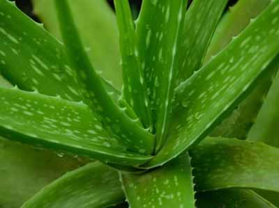 Aloe Vera to treat the prickly heat rash