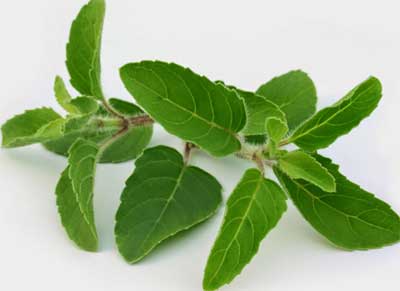 Holy Basil Home remedies to reduce an earache