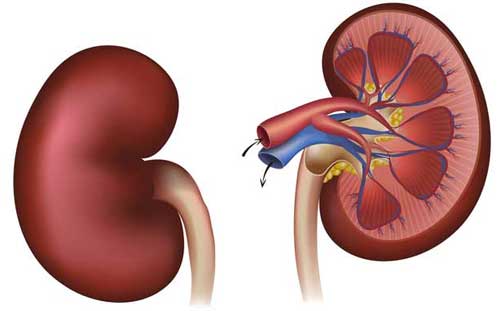 Protect Kidney Health