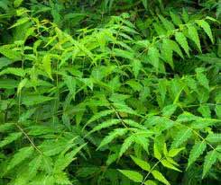 Margosa leaves or Neem to treat the prickly heat rash