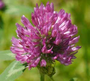 Red Clover corrects mineral deficiency in the body
