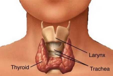 What is a Thyroid Gland