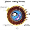Liposomes can be used to deliver Drugs for Cancer