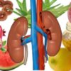 Kidney Infections (pyelonephritis) : Definition, symptoms, diagnosis, treatment, home remedies