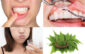 Home Remedies For Receding Gums