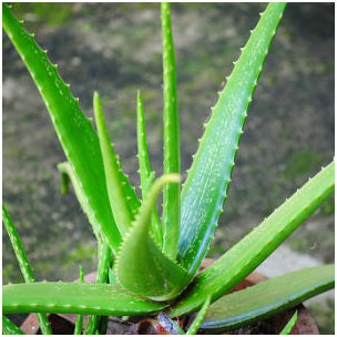 Aloe vera To Get Rid Of Acne Scab