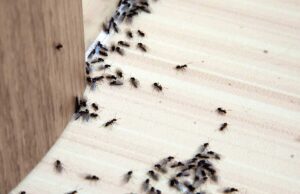 How To Get Rid of Ants