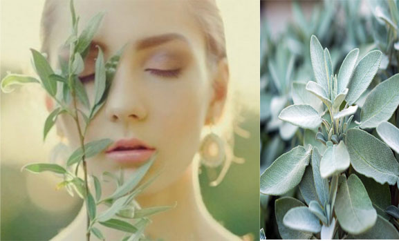 Beauty Benefits Of Sage Plants For Skin
