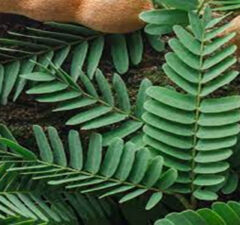 Benefits of Tamarind Leaves