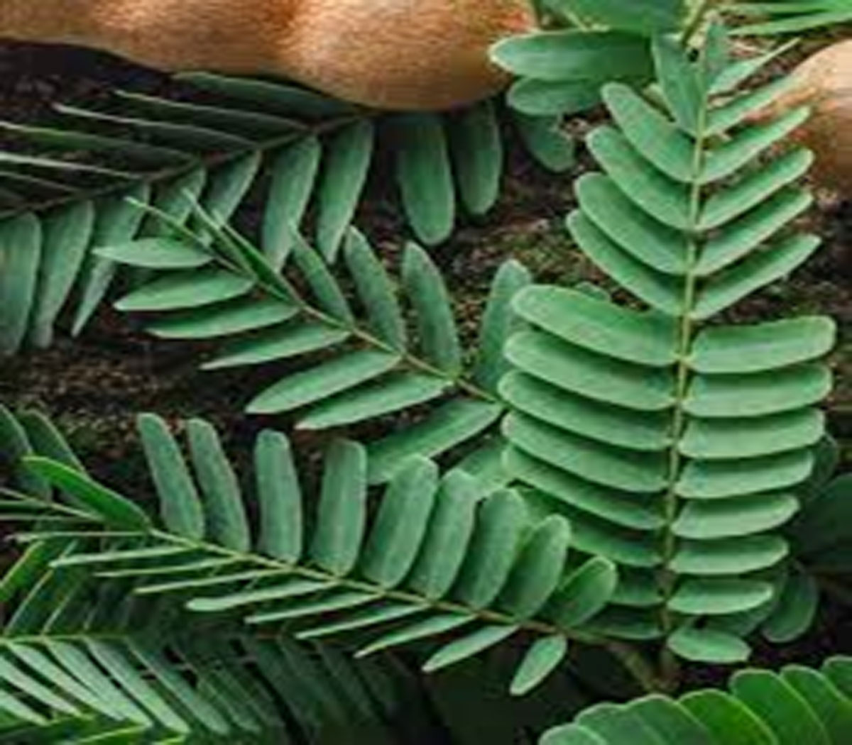 Benefits of Tamarind Leaves