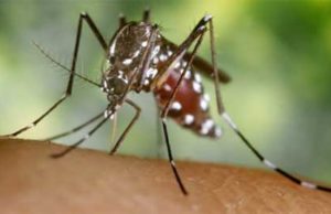 Cause of Chikungunya Fever