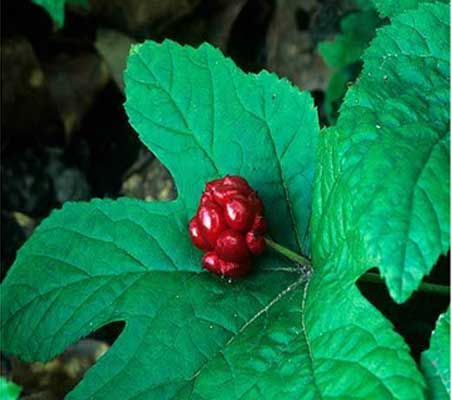 Goldenseal - To Treat Chlamydia At Home
