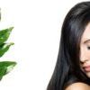 Amazing Benefits of Curry Leaves for Your Hair