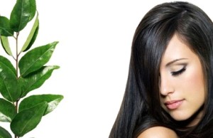 Hair benefits of curry leaves