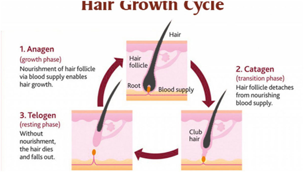 life cycle of a hair