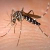 Dengue Fever: Causes, Symptoms, Diagnosis, Treatment, Home Remedies and Prevention