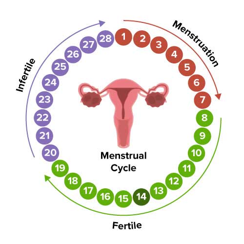 Vitex Regulates Menstrual Cycle