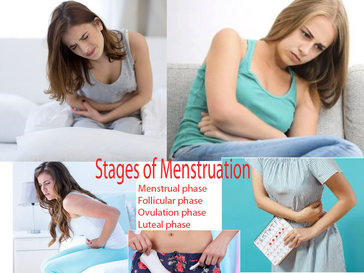Different Stages Of Menstruation