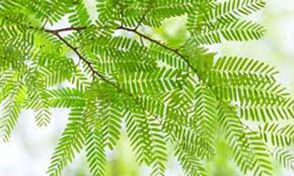 Health Benefits of Tamarind Leaves