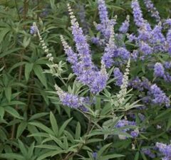 Benefits Of Vitex For A Woman