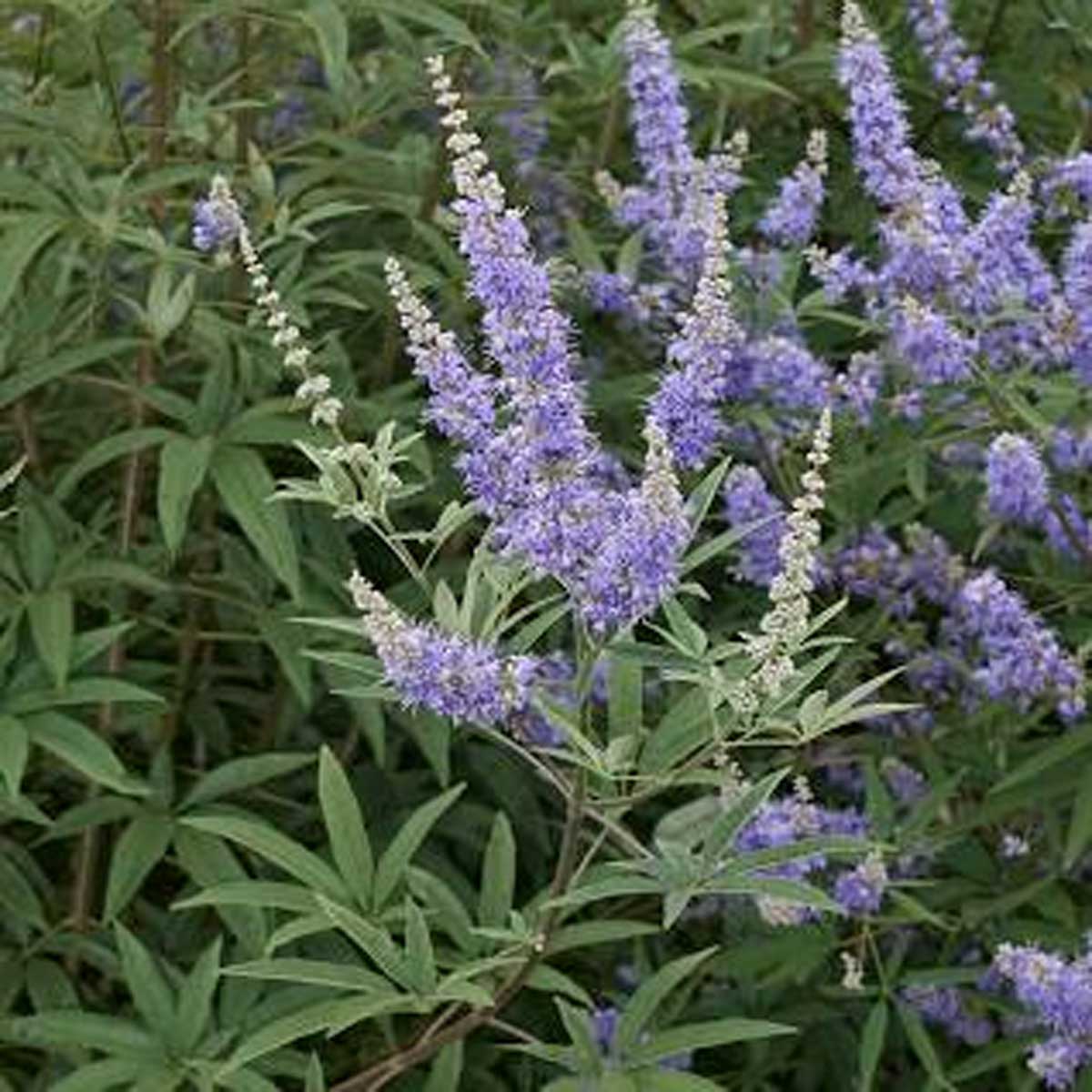 Benefits Of Vitex For A Woman