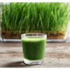 Wheatgrass- Composition, Benefits, Precautions and Side Effects
