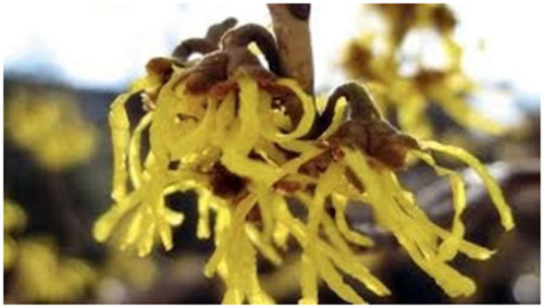 Witch Hazel has astringent properties and relieves from inflammation